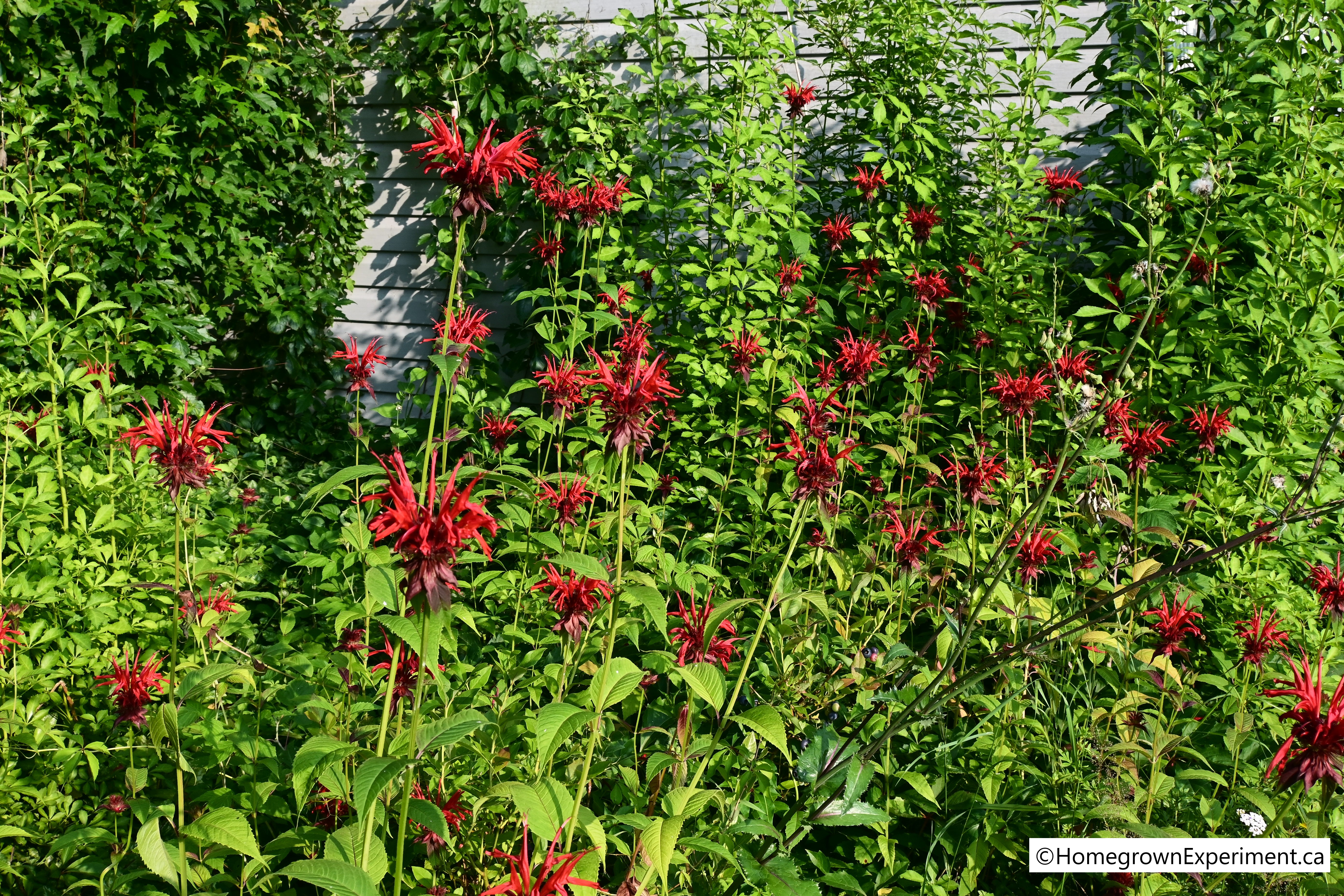 Bee_Balm2