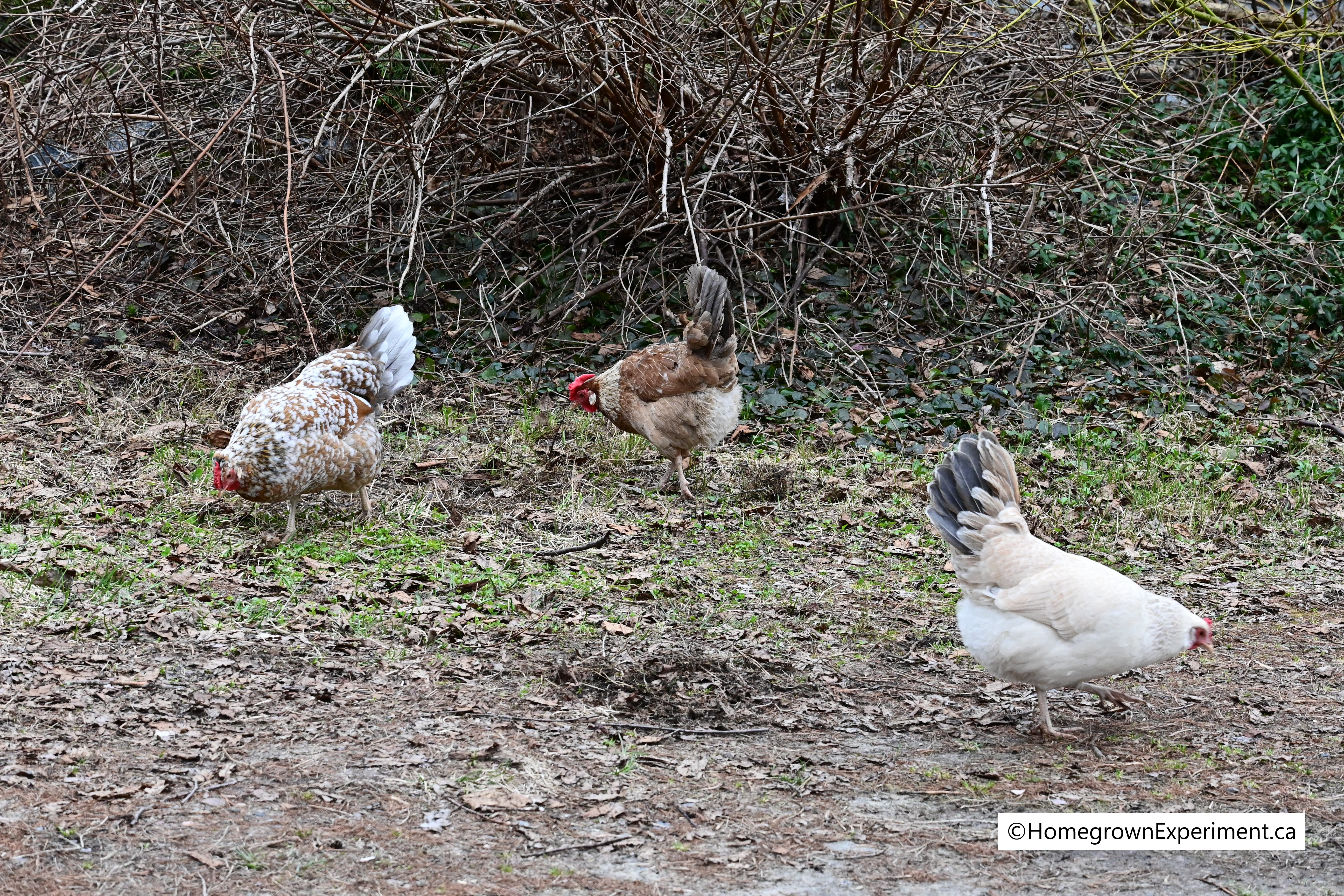 Icelandic Chickens