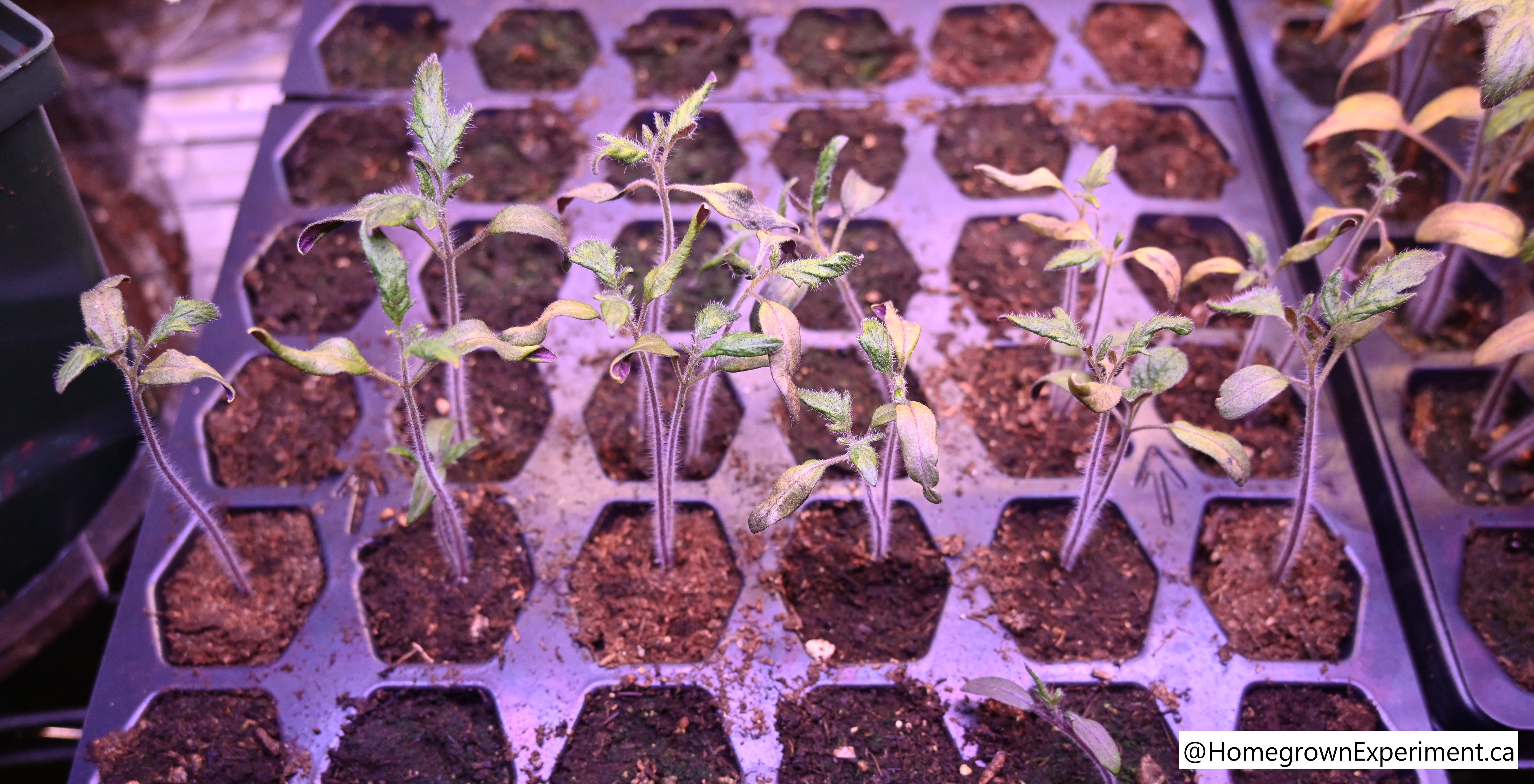 seedlings